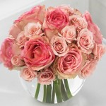 Perfect pink roses - a romantic's dream