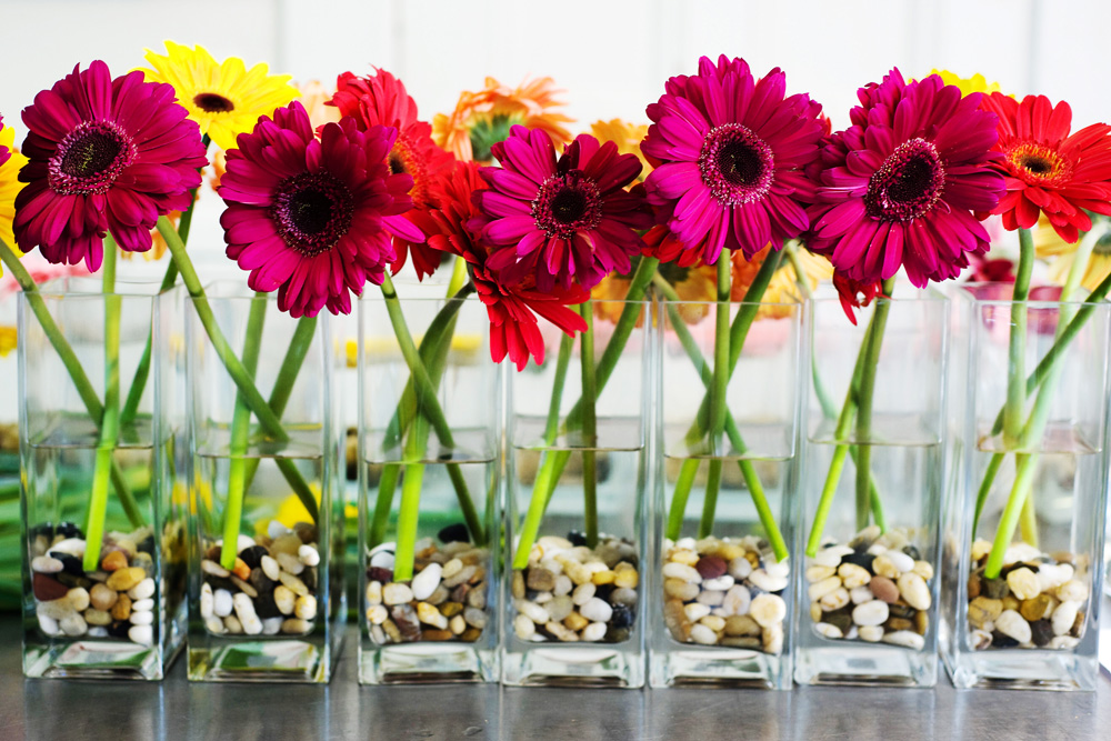 A bright and colorful centerpiece of Gerbera Daisies livened up a long 