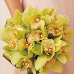 all green cymbidiums